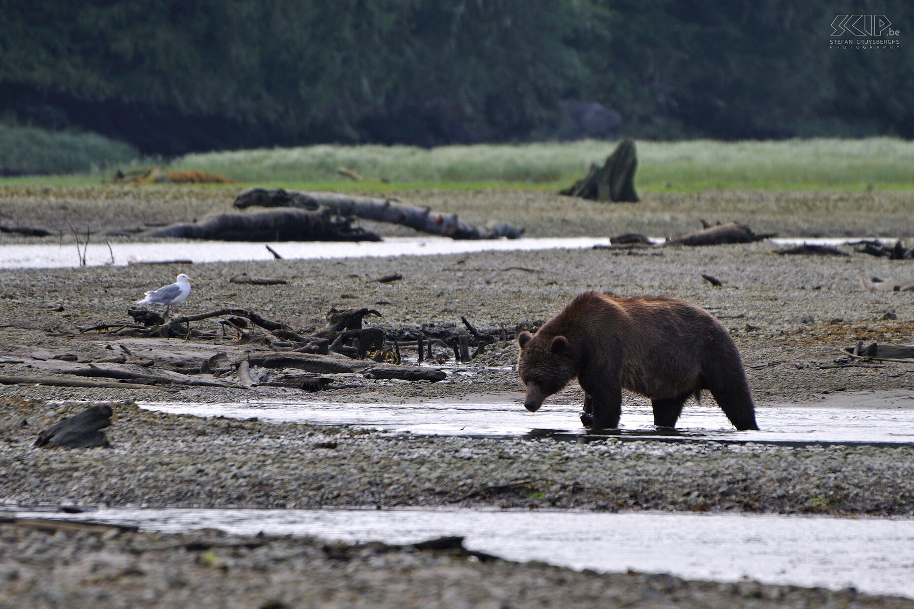 Knight Inlet - Brown bear  Stefan Cruysberghs